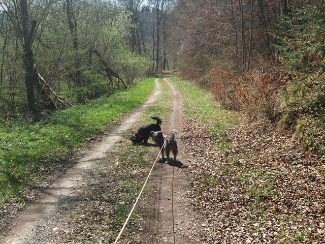 Im Frühjahr 2017 (4)